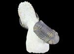 Beautiful Hollardops & Austerops Trilobite Association #67894-2